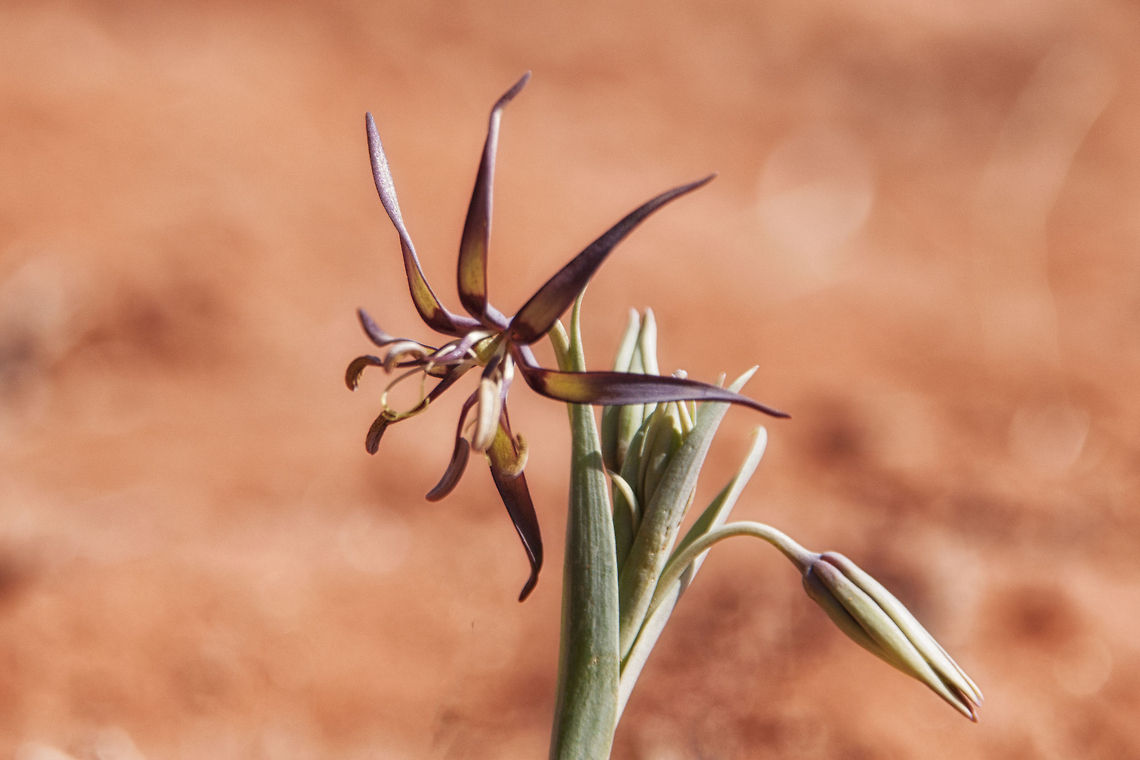 Some kind of Lily I was very fortunate to find this flower right outside our house.  I have only seen one of them before on our property.  They only last a few days and somehow avoided being squashed and eaten by the horses and other animals Bird's tongue,Geotagged,Ornithoglossum vulgare,South Africa,bulb,lily,wild flower