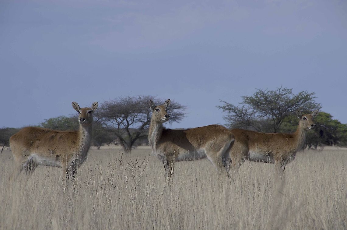 Lechwe Taken outside Hopetown in the Northern Cape Geotagged,Kobus leche,Lechwe,South Africa