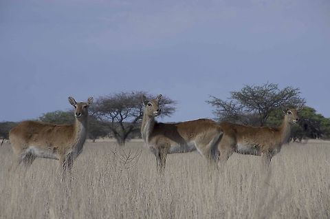 Lechwe Taken outside Hopetown in the Northern Cape Geotagged,Kobus leche,Lechwe,South Africa