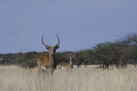 Lechwe Ram  Geotagged,Kobus leche,Lechwe,South Africa