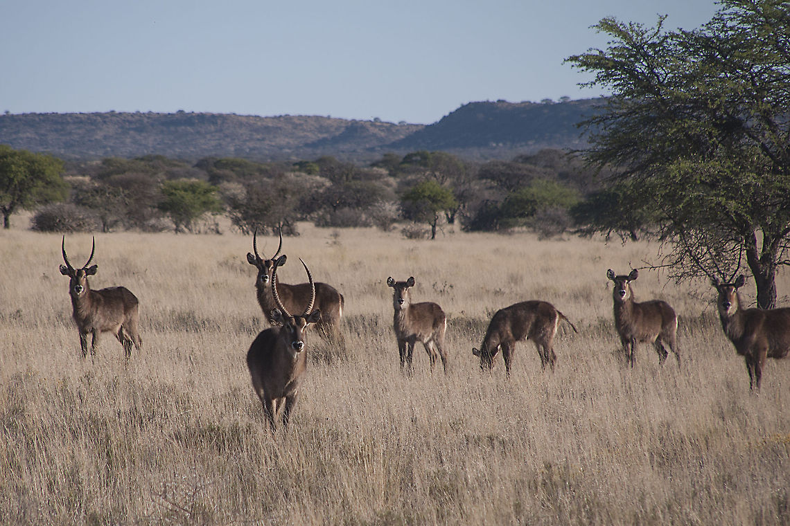 Waterbuck  Kobus ellipsiprymnus,Waterbuck