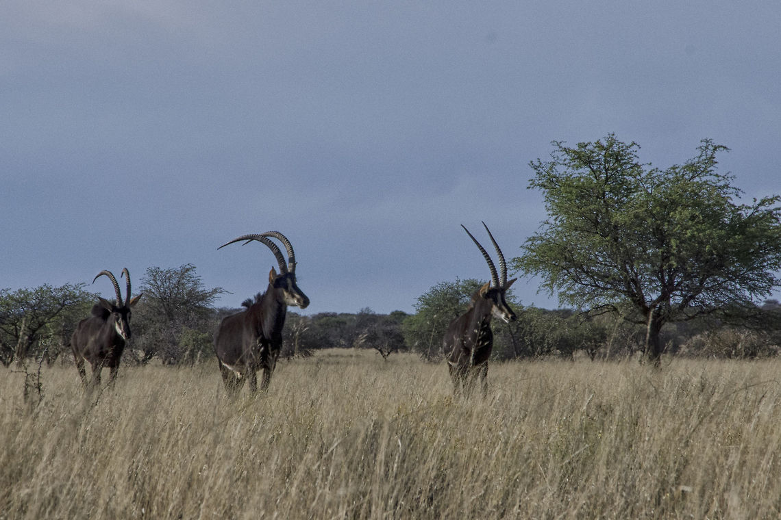 Sable Antelope  Hippotragus niger,Sable antelope