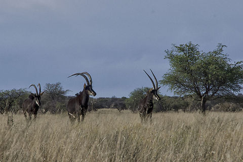 Sable Antelope  Hippotragus niger,Sable antelope