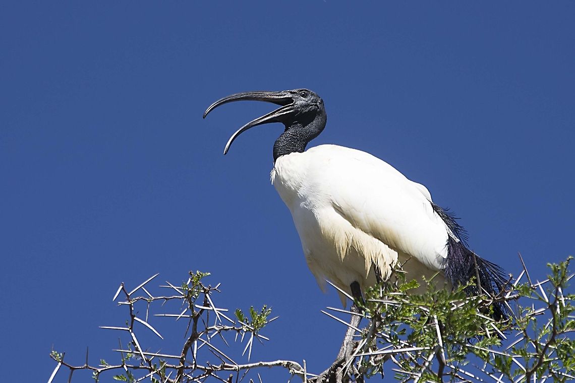 African Sacred Ibis  African Sacred Ibis,Geotagged,South Africa,Threskiornis aethiopicus