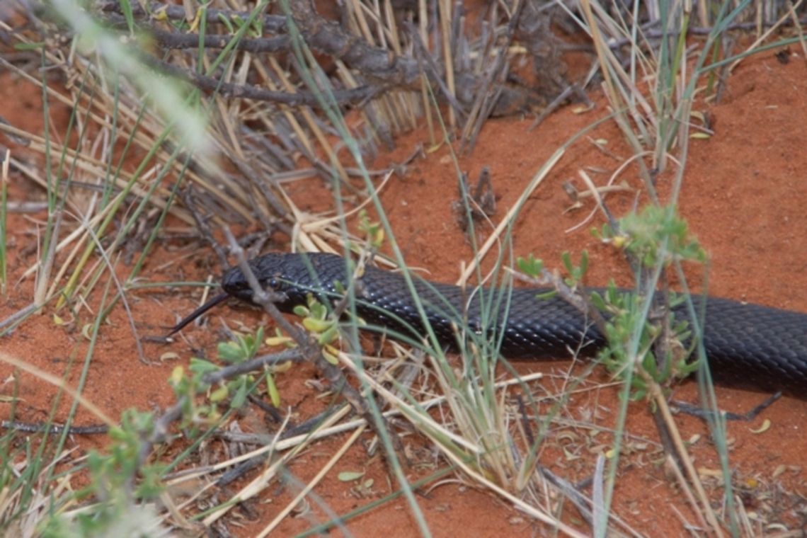 Mole Snake We were sitting in our house when my hubby saw 2 mole snakes outside.  I grabbed my camera and followed this one around. It was very peaceful and let me take pics and I followed it for a while.  The other one wasn't so tolerant and went down a hole. Mole Snake,colubridae,pseudaspis cana