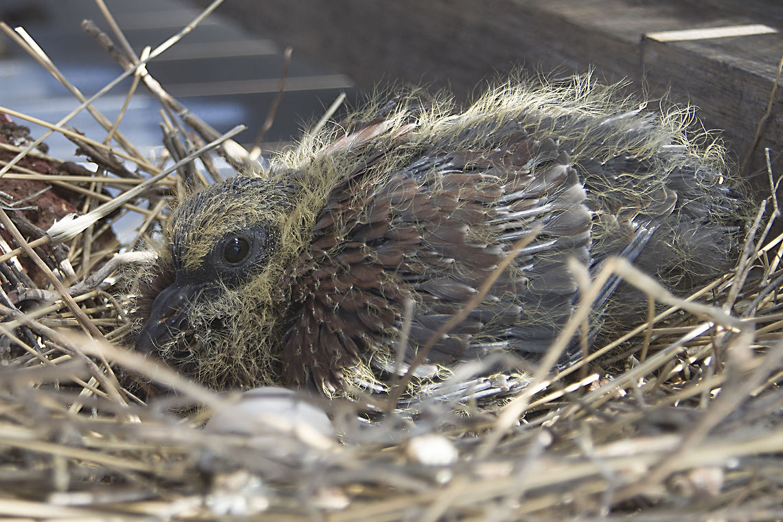 Rock Pigeon Fledgling My hubby was on our roof and he saw this fledgling under our solar geyser so naturally called me to take a pic Columba guinea,Fledglings,Geotagged,South Africa,Speckled Pigeon