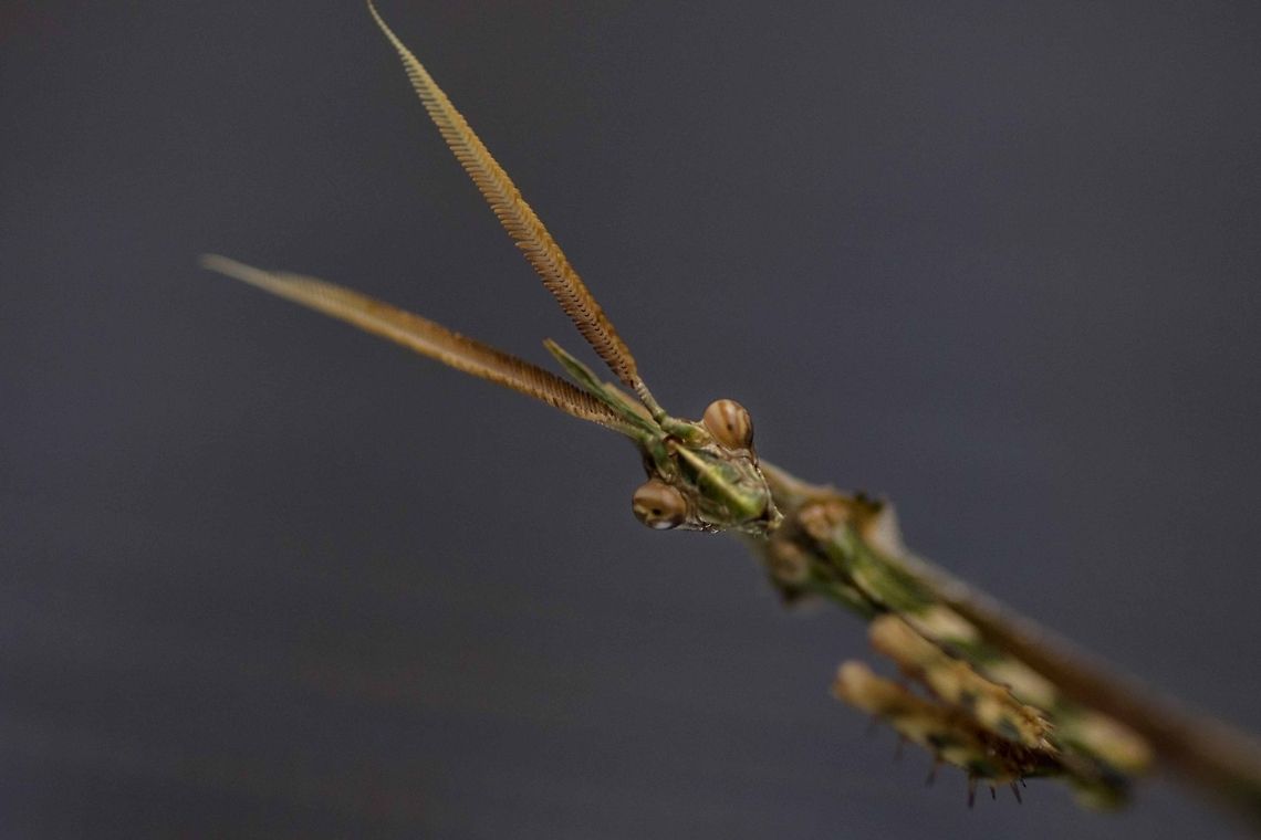 Stick or Twig Mantis I found this chappie on our fly screens this morning so took full advantage of using it as a model Conehead Mantis,Empusa pennata,Mantis,Stick Mantis,Twig Mantis