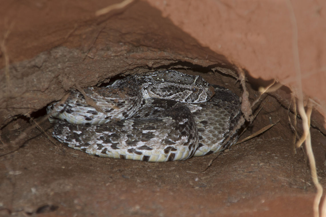 Puffadder in a Hole Our dogs were barking so my hubby went to investigate and found the puffie in the yard.  Naturally I had to get my camera.  We then put it into the hole where I took a few more pics.  It was a pretty chilled snake but I will still have a healthy respect for them. Bitis arietans,Geotagged,South Africa,puffadder,puffadder in a hole