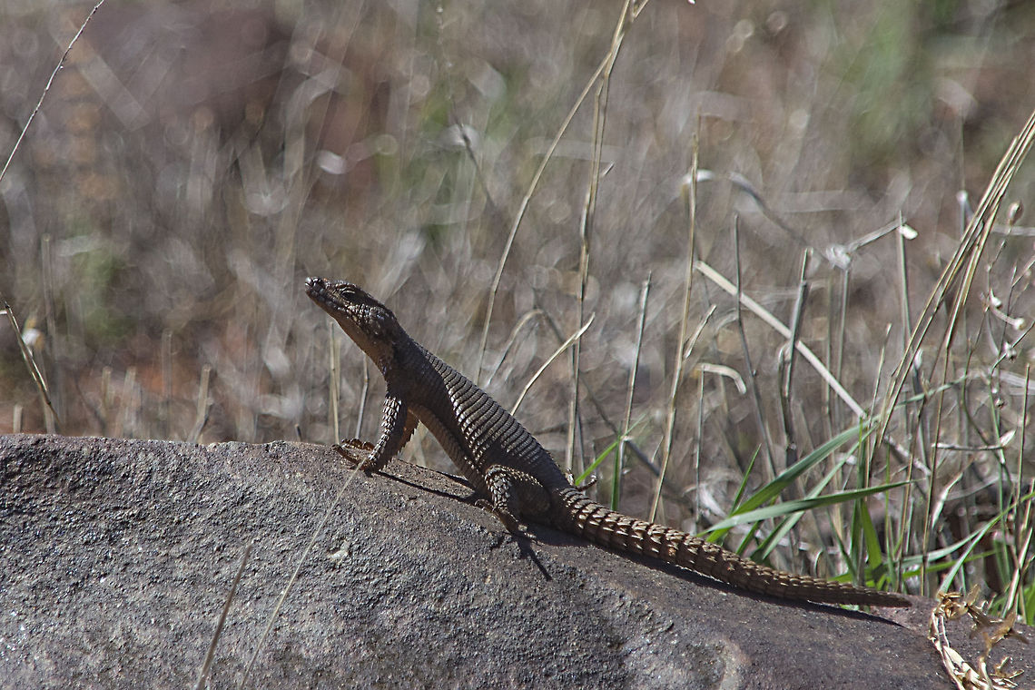 Karoo Girdled Lizard I am not 100% sure whether this is the correct name for this animal.  It looks like a miniature crocodile and it has a pointed snout which makes me think this is the incorrect name Agama atra,Cordylus polyzonus,Geotagged,Karoo girdled lizard,South Africa,Southern rock agama