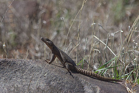 Karoo Girdled Lizard I am not 100% sure whether this is the correct name for this animal.  It looks like a miniature crocodile and it has a pointed snout which makes me think this is the incorrect name Agama atra,Cordylus polyzonus,Geotagged,Karoo girdled lizard,South Africa,Southern rock agama