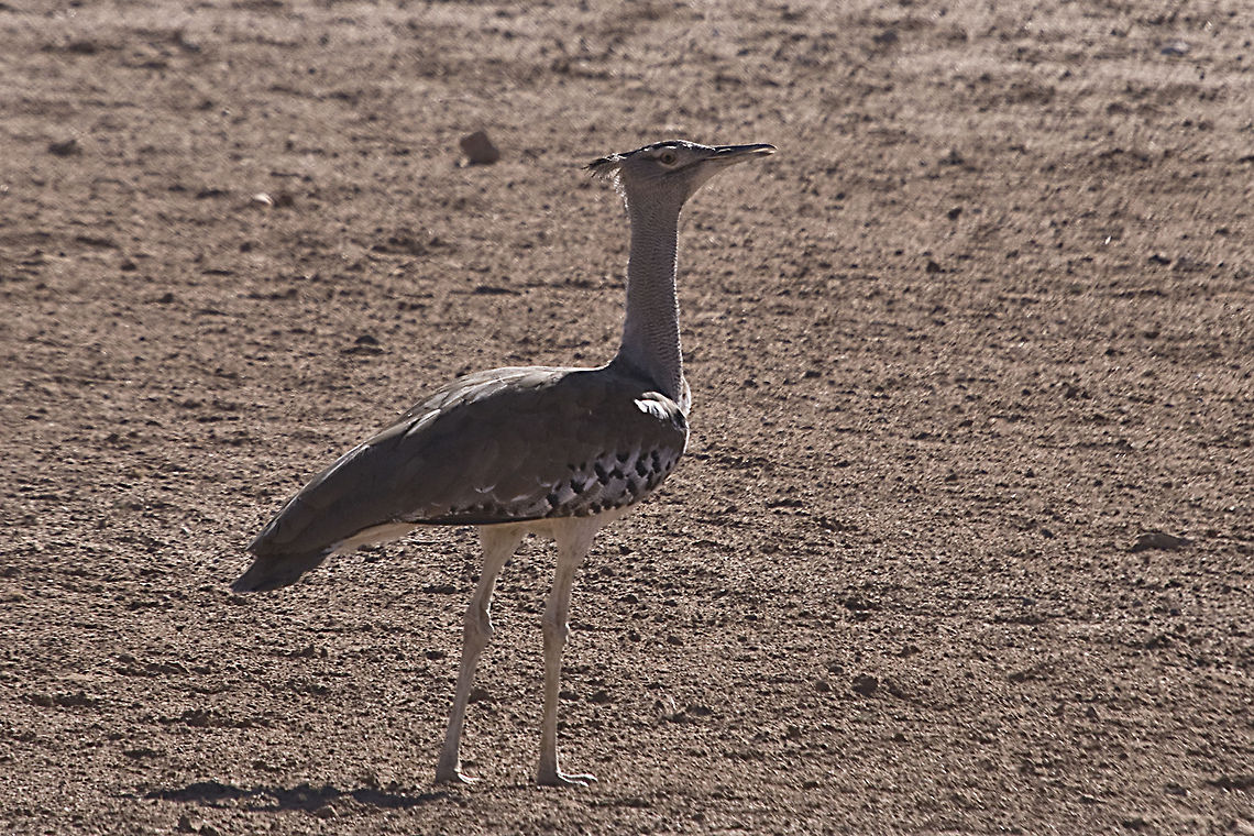 Kori Bustard / Gompou Taken in the Kgalagadi Ardeotis kori,Geotagged,South Africa,gompou,kori bustard,largest flying bird