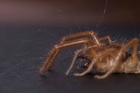 Up close with a Red Roman I found this in our pool and after a day and a half and was almost certain it was really DEAD I decided to do some macro shots.  A while ago I posted a pic of one of these but this is really CLOSE Geotagged,Red Roman,Solifuge,South Africa,baard skeerder