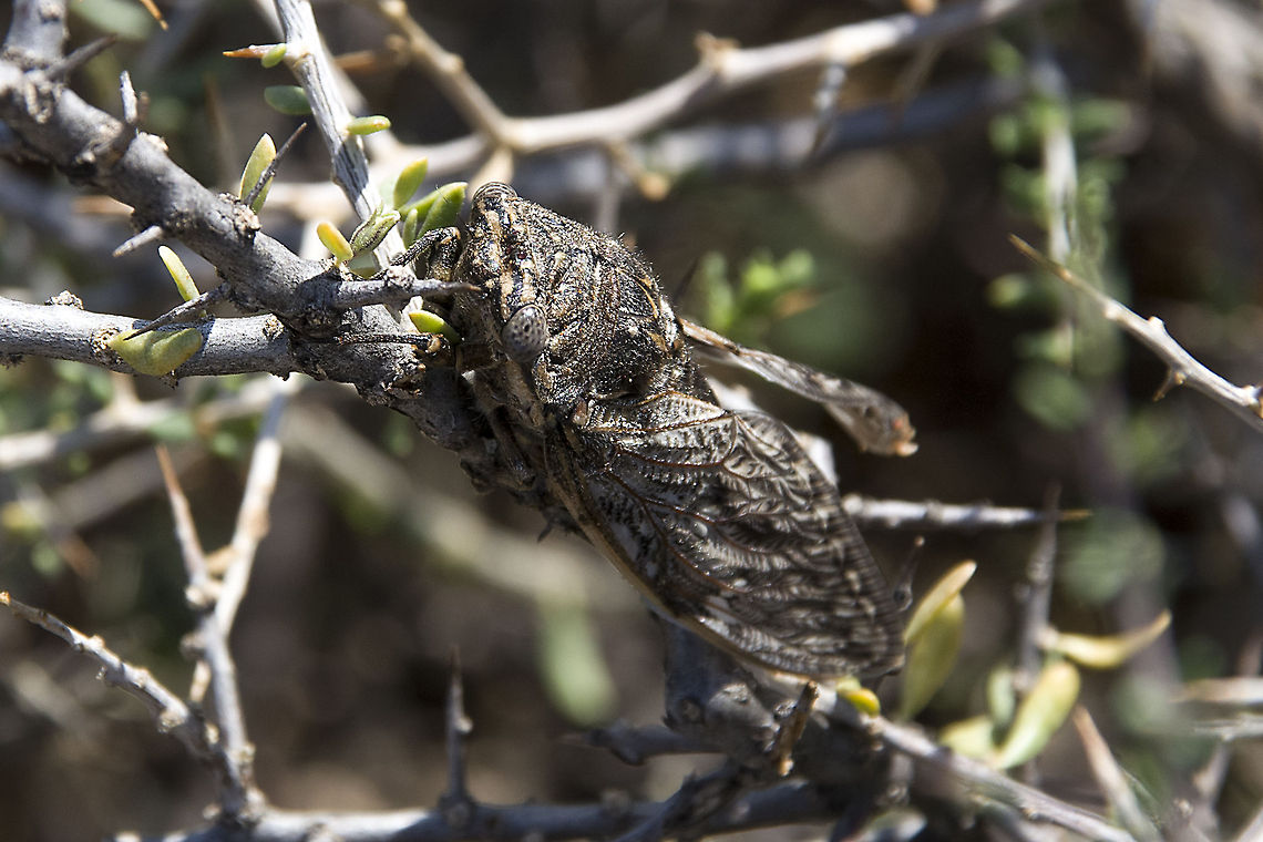 Cicadidae  Cicada,Cicadidae