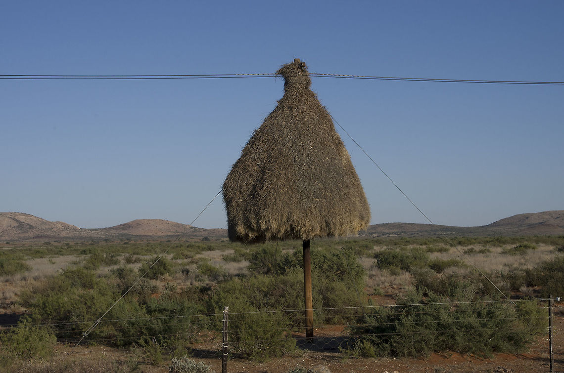 Sociable Weavers Nest Large nests belonging to Sociable Weavers are found in some regions in the Northern Cape Fall,Geotagged,Philetairus socius,Sociable Weaver,Sociable weaver,Social,Social Weaver nest,South Africa,Weaver,large nest