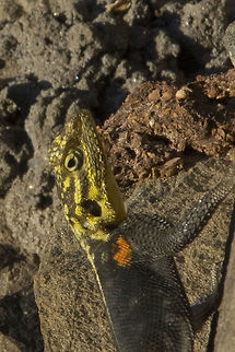 Namibian Lizard This was taken at Dusternbrook outside Windhoek Agama planiceps,Fall,Geotagged,Lizard,Namib rock agama,Namibia,colourful lizard,yellow & orange lizard