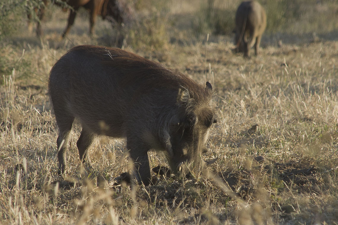 Warthog Taken outside Windhoek Phacochoerus africanus,Warthog,Warthog eating