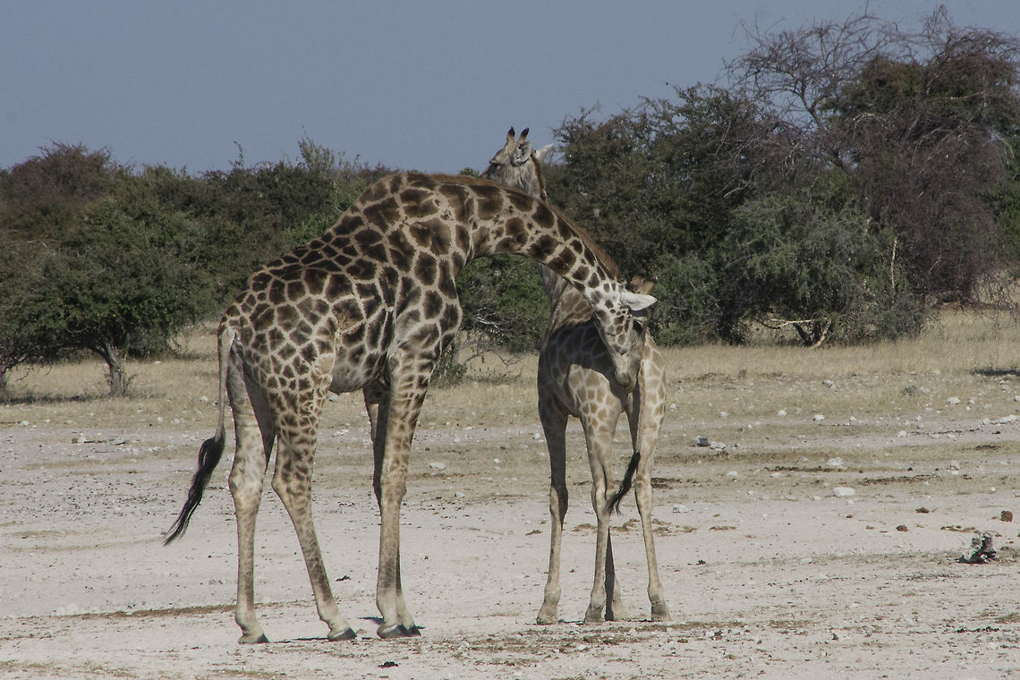 Giraffes in Etosha I think this male giraffe was looking for a mate Fall,Geotagged,Giraffa camelopardalis,Giraffe,Giraffes,Namibia,female giraffe,male giraffe