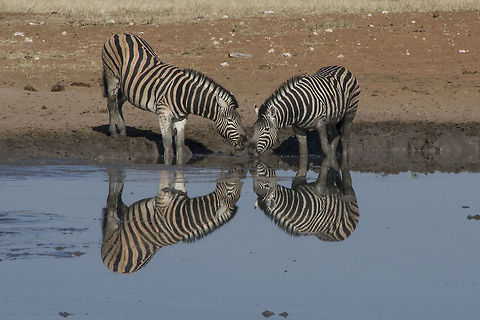 Burchells Zebra Reflections of zebra Burchells zebra,Equus quagga burchellii,Fall,Geotagged,Namibia,burchells zebra,reflections of zebra,zebra