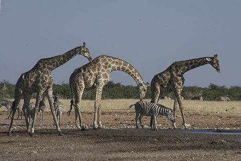 The tall and the short It almost looks as though the giraffe is sniffing the zebra Burchells Zebra,Geotagged,Giraffa camelopardalis,Giraffe,Namibia,giraffe