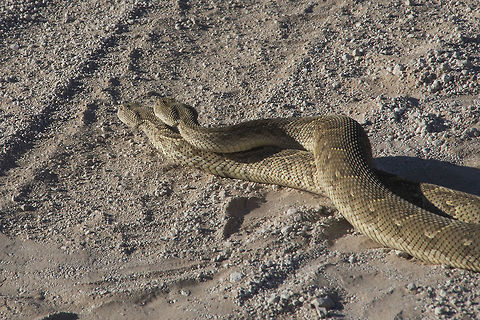 Puff Adders Copulating I was delighted to finally capture this on camera as the first time I saw this was at home and didn't have my camera so when we were driving along and saw the puffies in the road I was super stoked Bitis arietans,Fall,Geotagged,Namibia,puff adders,puff adders copulating