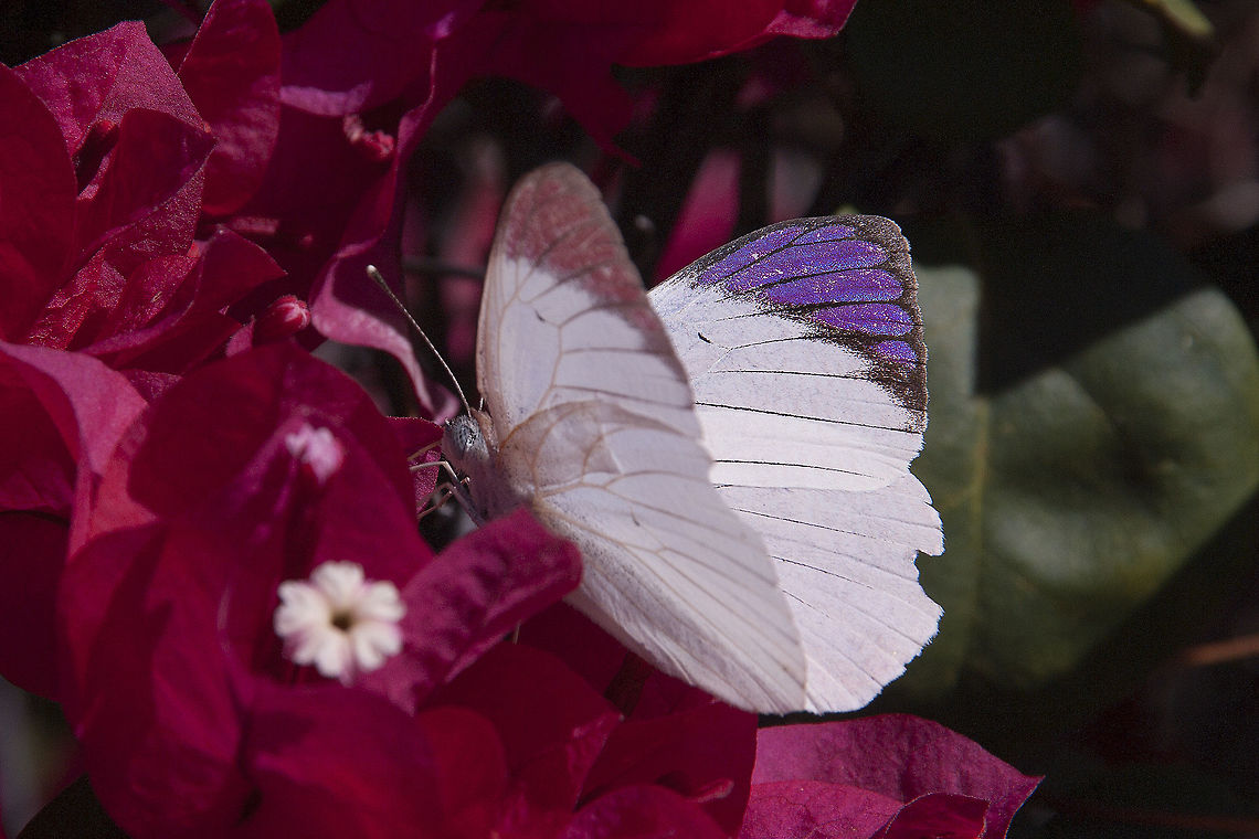 Purple tip butterfly  Colotis ione,Geotagged,Namibia,Purple Tip,Summer,butterfly,purple wing tip