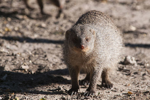 Banded Mongoose  Banded Mongoose,Geotagged,Mungos mungo,Namibia,Summer