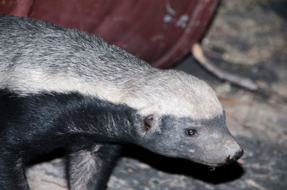 Honey Badger / Ratel  Geotagged,Honey badger,Mellivora capensis,Namibia,Ratel,Summer