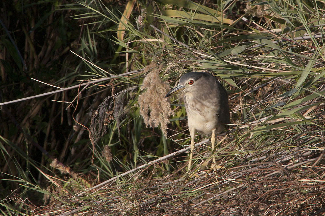 Black Crowned Night Heron  Black-crowned night heron,Geotagged,Namibia,Nycticorax nycticorax,Summer