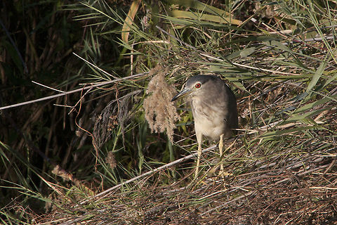 Black Crowned Night Heron  Black-crowned night heron,Geotagged,Namibia,Nycticorax nycticorax,Summer