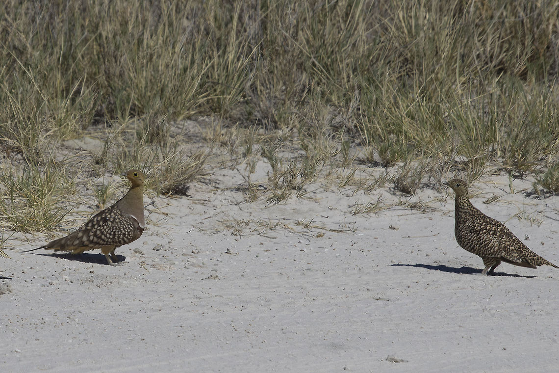 Double Banded Sandgrouse  Double-banded sandgrouse,Fall,Geotagged,Namibia,Pterocles bicinctus