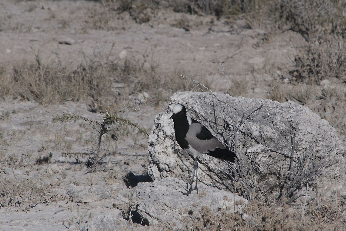 Blacksmith Lapwing  Blacksmith Lapwing,Geotagged,Namibia,Summer,Vanellus armatus