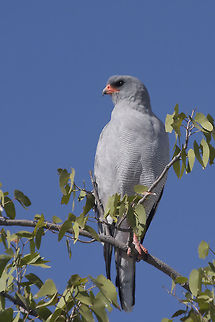 Gabar Goshawk  Fall,Gabar goshawk,Geotagged,Micronisus gabar,Namibia