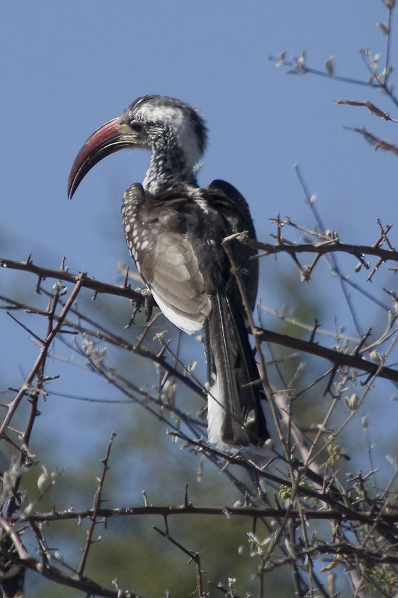 Red Billed Hornbill  Fall,Geotagged,Namibia,Southern red-billed hornbill,Tockus rufirostris