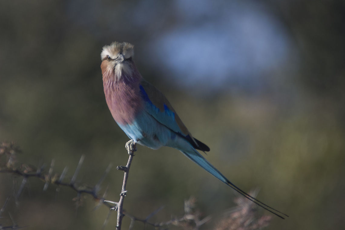 Lilac Breasted Roller  Coracias caudatus,Fall,Geotagged,Lilac-breasted Roller,Namibia