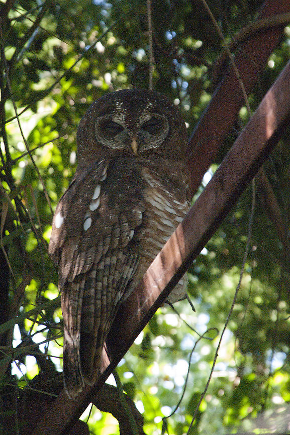 African Wood Owl  African wood owl,Botswana,Brown Wood Owl,Geotagged,Strix leptogrammica,Strix woodfordii,Summer