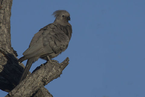 _IGP8117  Corythaixoides concolor,Fall,Geotagged,Grey go-away-bird,Namibia