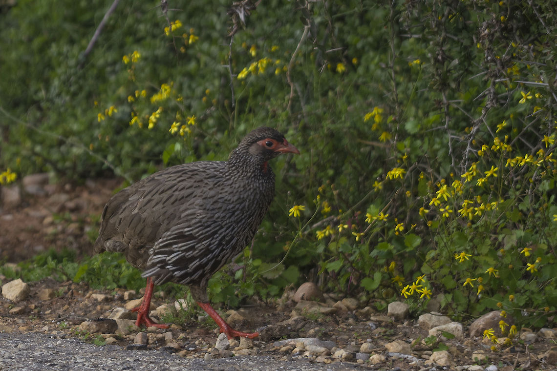 Red Neck Francolin Taken at Addo Elephant Park, Port Elizabeth Addo,Geotagged,Pternistis afer,Red-necked spurfowl,South Africa,Winter,nature