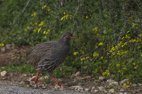 Red Neck Francolin Taken at Addo Elephant Park, Port Elizabeth Addo,Geotagged,Pternistis afer,Red-necked spurfowl,South Africa,Winter,nature