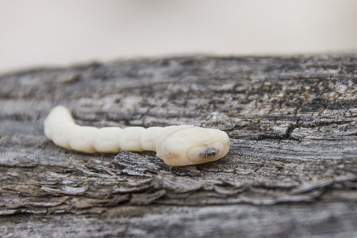 Flat headed wood borer  Geotagged,South Africa,Spring