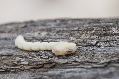 Flat headed wood borer  Geotagged,South Africa,Spring