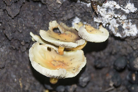 Mushroom / fungus growing on a tree in a Swiss forest  Mushroom,Switzerland,fungus