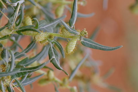 Xanthium spinosum / Boetebos Apparently in the old days if you had this plant on your farm you got a fine because the thorny things get stuck in the sheeps wool and lowers the value of the wool.  We had this growing on our farm last year and I took photos and posted on FB to find out what it was- shew there was such an uproar about the plant.  I got rid of the plants that I could see and keep a watchful eye to make sure it doesn't return Fall,Geotagged,South Africa,Xanthium spinosum,boetebos
