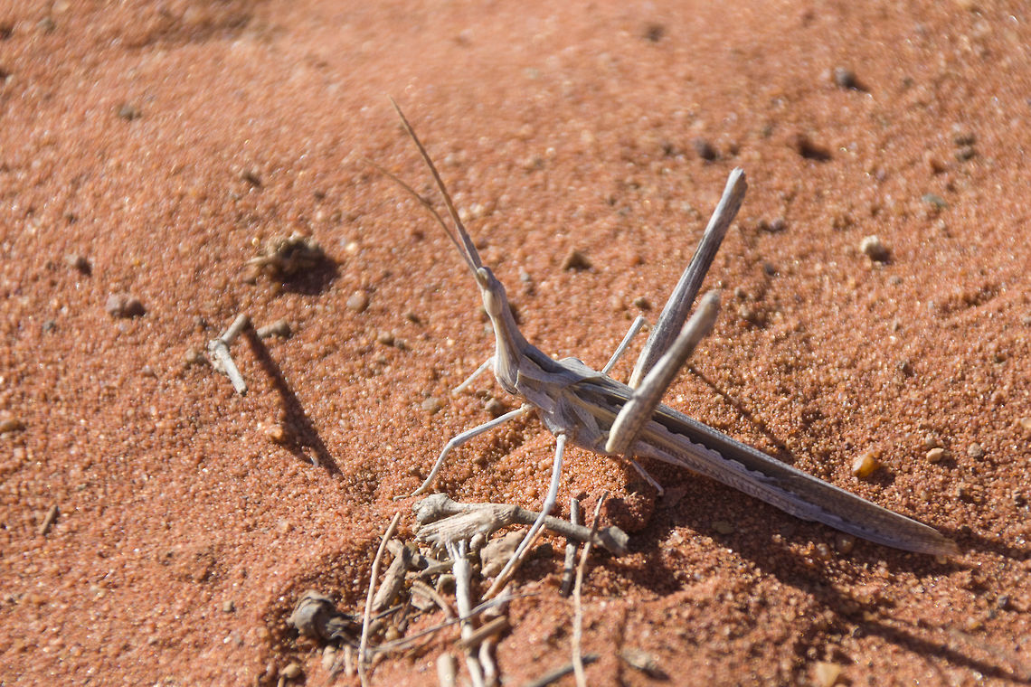 Common Stick Grasshopper This doesn&#039;t fall under your identify species Acrida acuminata,common stick grasshopper,kalahari,northern cape