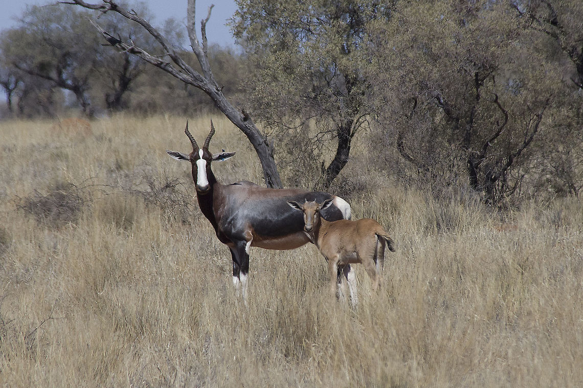 Bontebok Ewe and Calf  Bontebok,Damaliscus pygargus,Geotagged,South Africa,Summer,calf