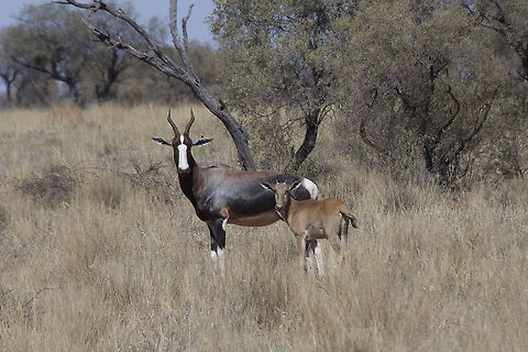 Bontebok Ewe and Calf  Bontebok,Damaliscus pygargus,Geotagged,South Africa,Summer,calf