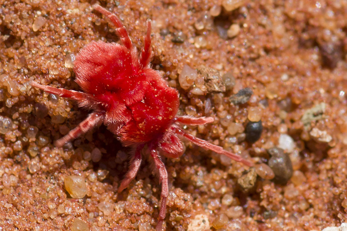 Trombidium holosericeum / Velvet mite This mite comes out after the rains.  My hubby went outside and called me and told me to take my macro lens and this is what he showed me Geotagged,South Africa,Summer,Trombidium holosericeum,Velvet mite,furry mite,red mite