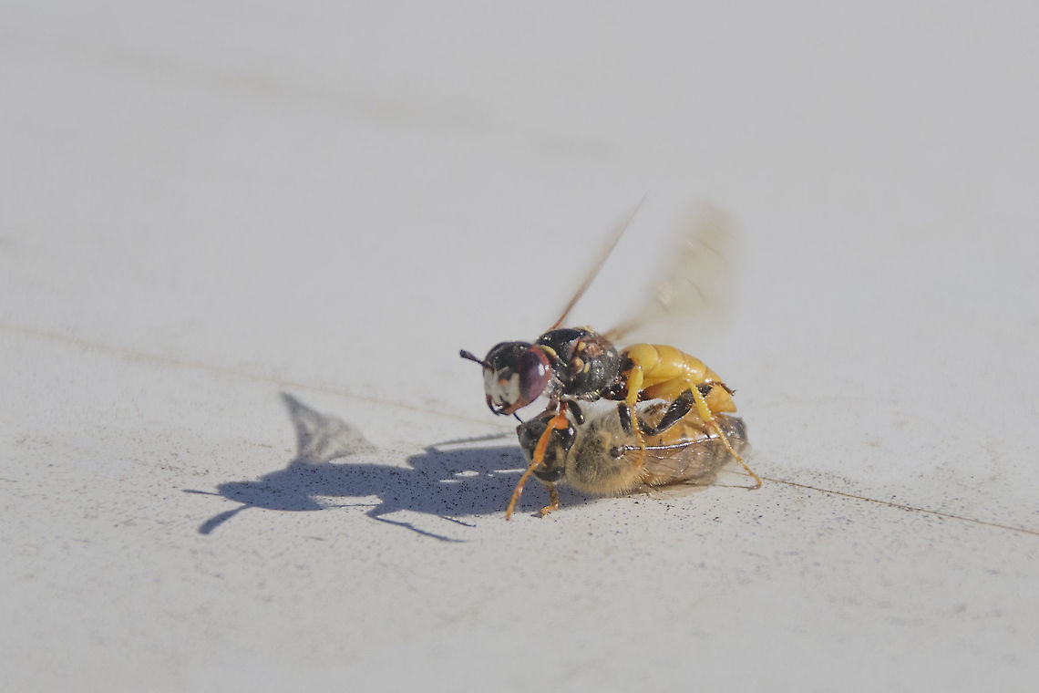 Bee Wolf Wasp Beewolves (genus Philanthus), also known as bee-hunters or bee-killer wasps, are solitary, predatory wasps, most of which prey on bees, hence their common name. The adult females dig tunnels in the ground for nesting, while the territorial males mark twigs and other objects with pheromones to claim the territory from competing males. Bee wolf,European beewolf,Insects,Northern Cape,Philanthus triangulum,bee,bee-hunter,bee-killer wasps,wasp,wasp eating bee