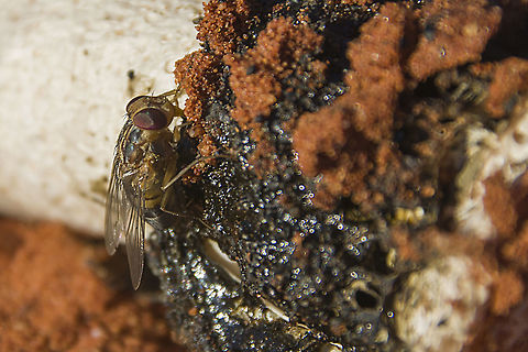 House Fly  Fall,Geotagged,Housefly,Musca domestica,South Africa