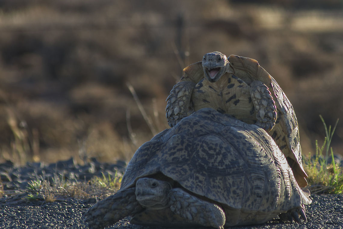 Leopard Tortoises Mating Driving home one afternoon we came across the tortoises mating in the road.  It was such a privilege to see this and it was one of the cutest things I have seen for a long time.  Tortoises in the Karoo are also supposed to symbolise rain Geotagged,Leopard tortoise,South Africa,Spring,Stigmochelys pardalis