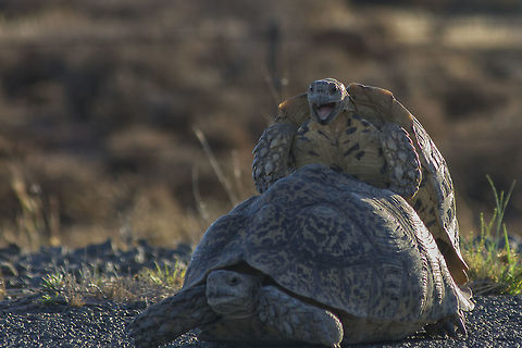 Leopard Tortoises Mating Driving home one afternoon we came across the tortoises mating in the road.  It was such a privilege to see this and it was one of the cutest things I have seen for a long time.  Tortoises in the Karoo are also supposed to symbolise rain Geotagged,Leopard tortoise,South Africa,Spring,Stigmochelys pardalis